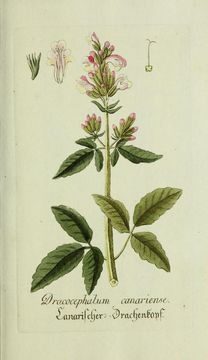 Image of cedronella