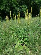 Verbascum nigrum L. resmi