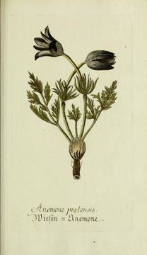 Image of Small Pasque Flower