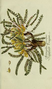 Image of Astragalus exscapus L.