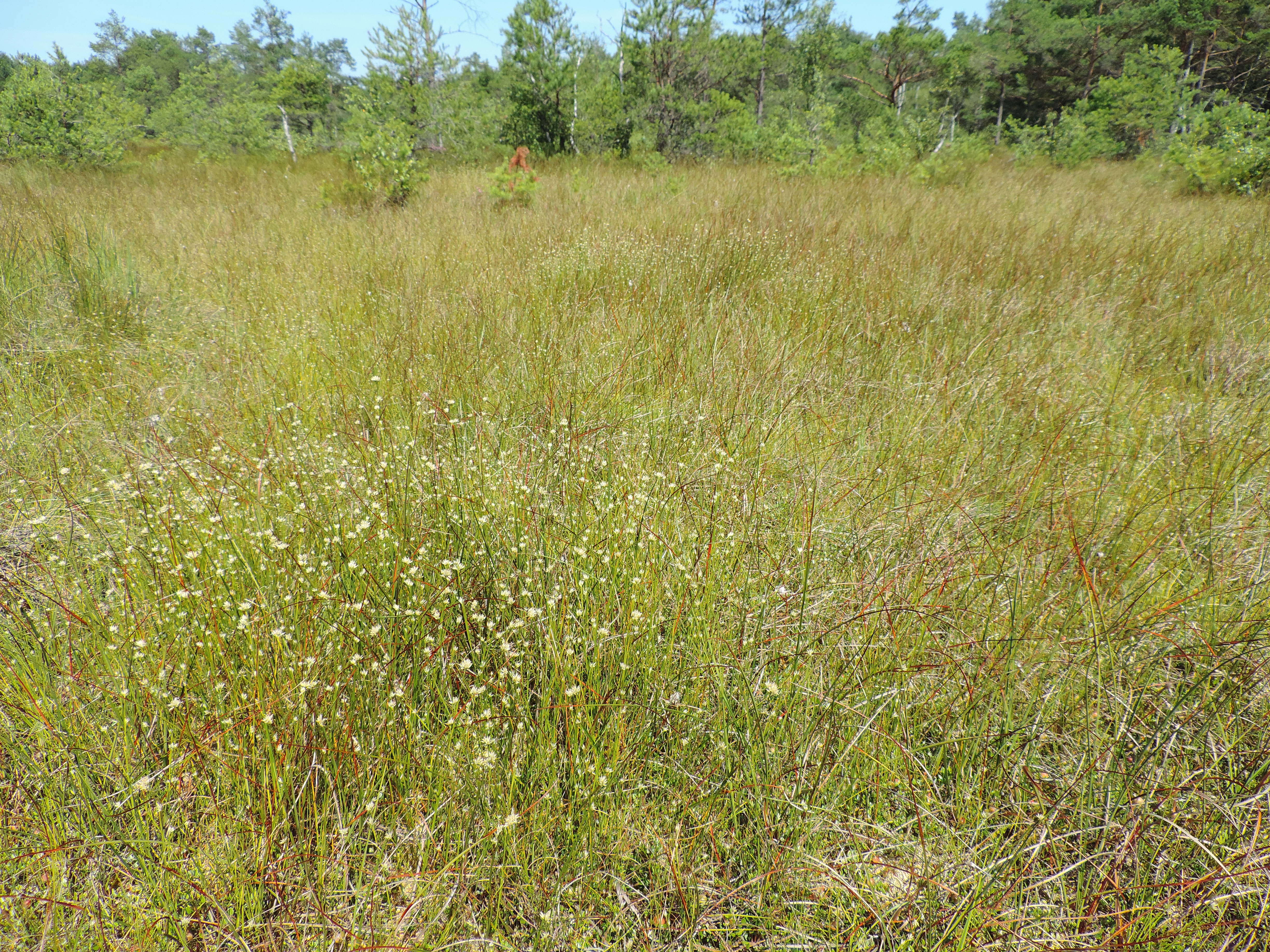 Plancia ëd Rhynchospora alba (L.) Vahl