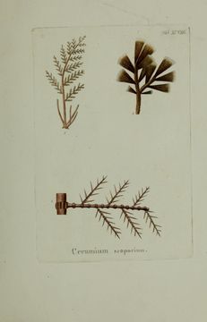 Image of <i>Halopteris scoparia</i>