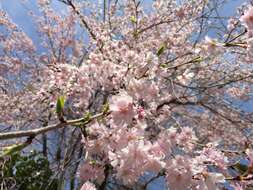 Image de Prunus spachiana (Lavallee ex H. Otto) Kitamura