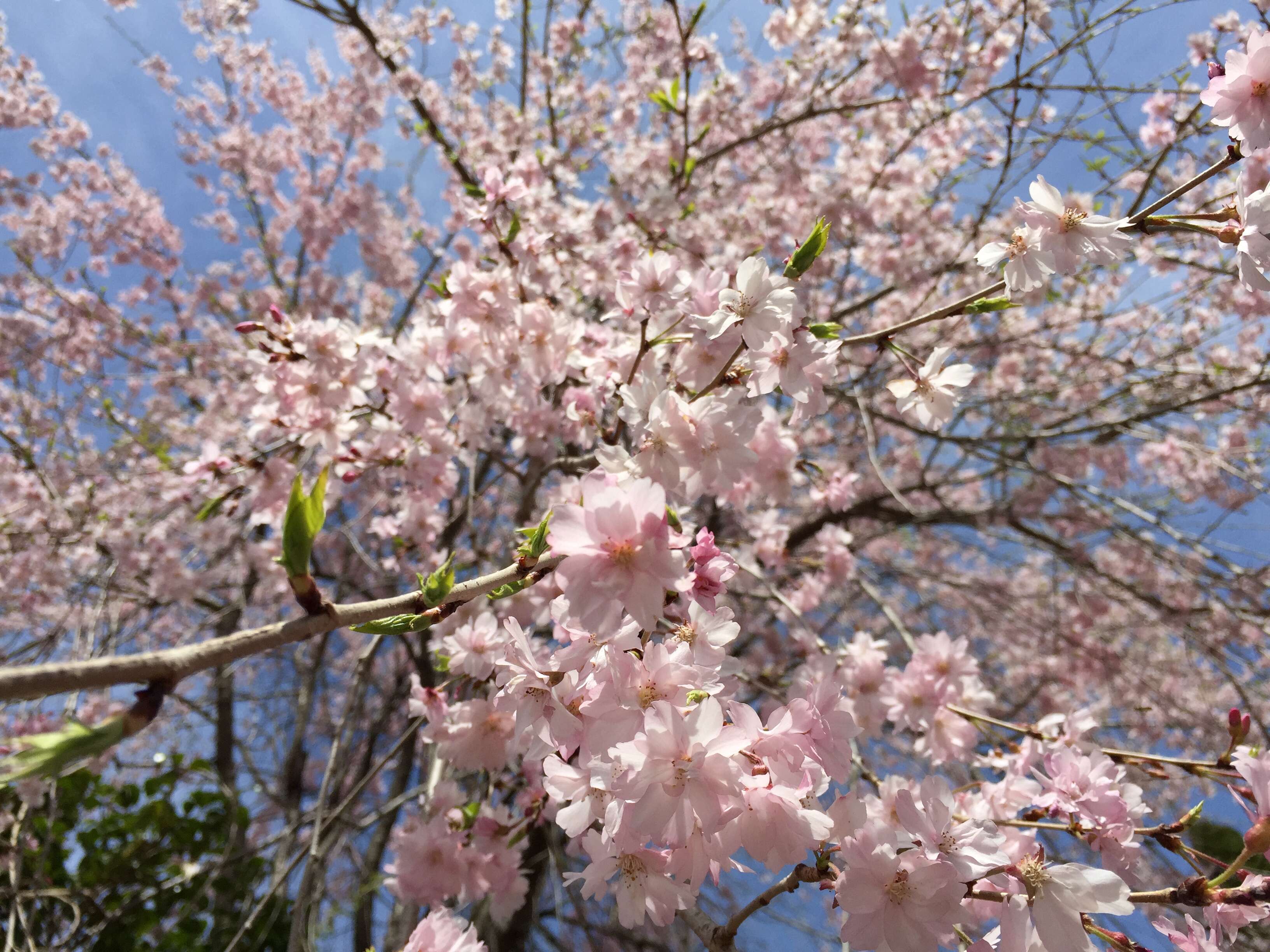 Image de Prunus spachiana (Lavallee ex H. Otto) Kitamura