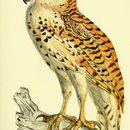 Image of Bouvier's Fishing Owl