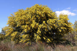 Image of orange wattle