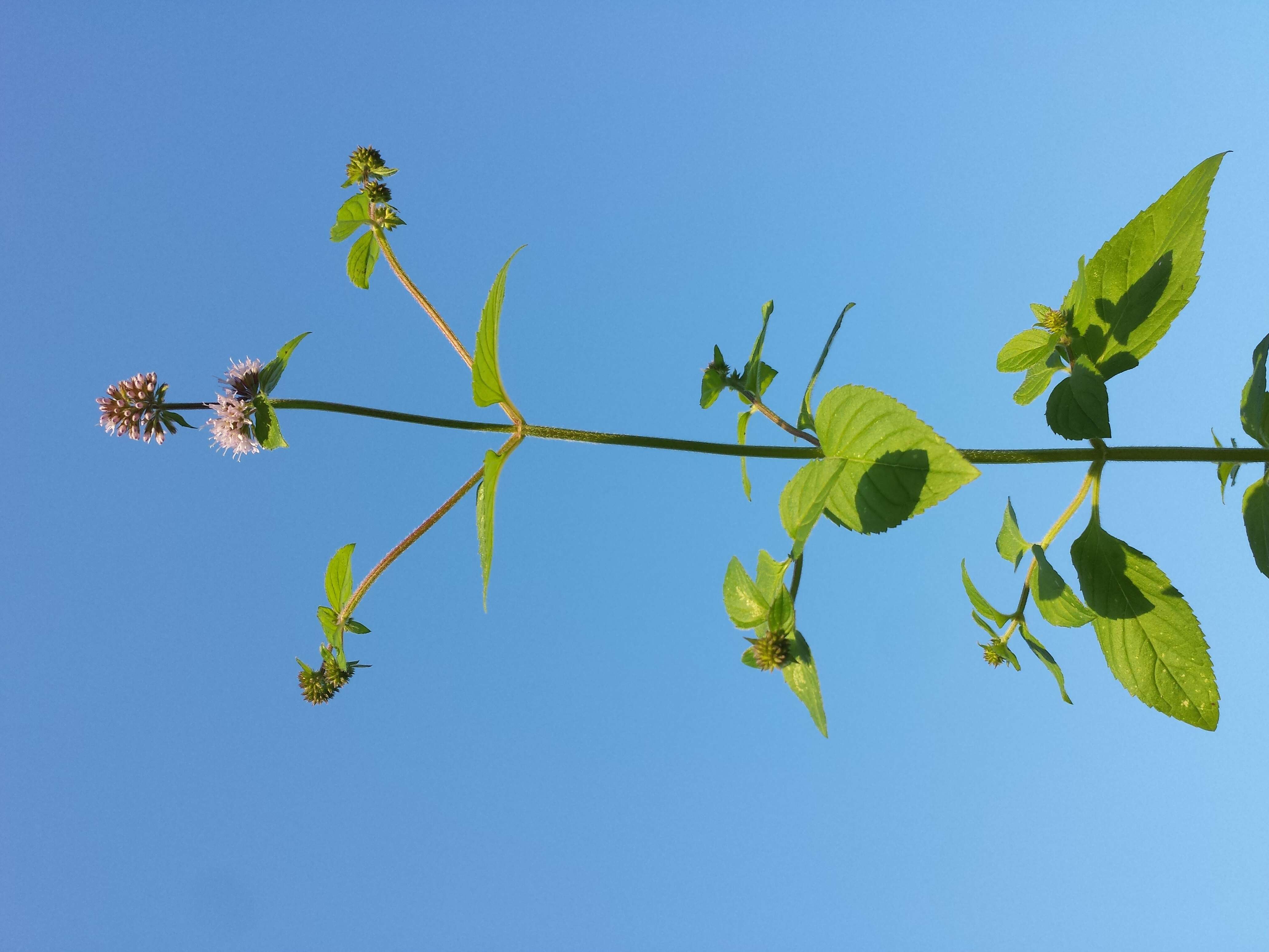 Image of Water Mint