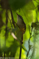 Image of Buff-breasted Wren
