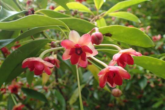 Image de Illicium henryi Diels