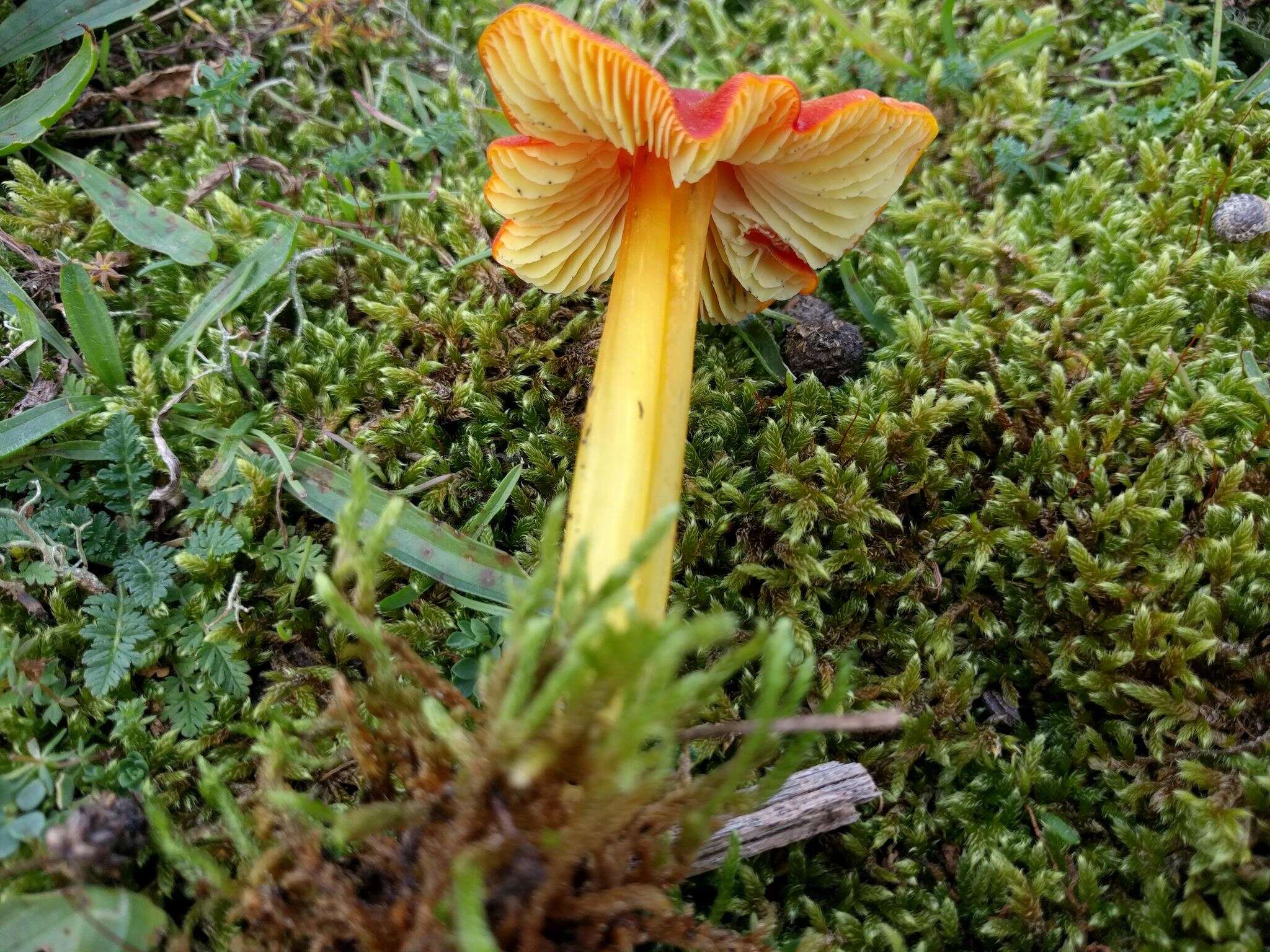 Image of Hygrocybe conica (Schaeff.) P. Kumm. 1871