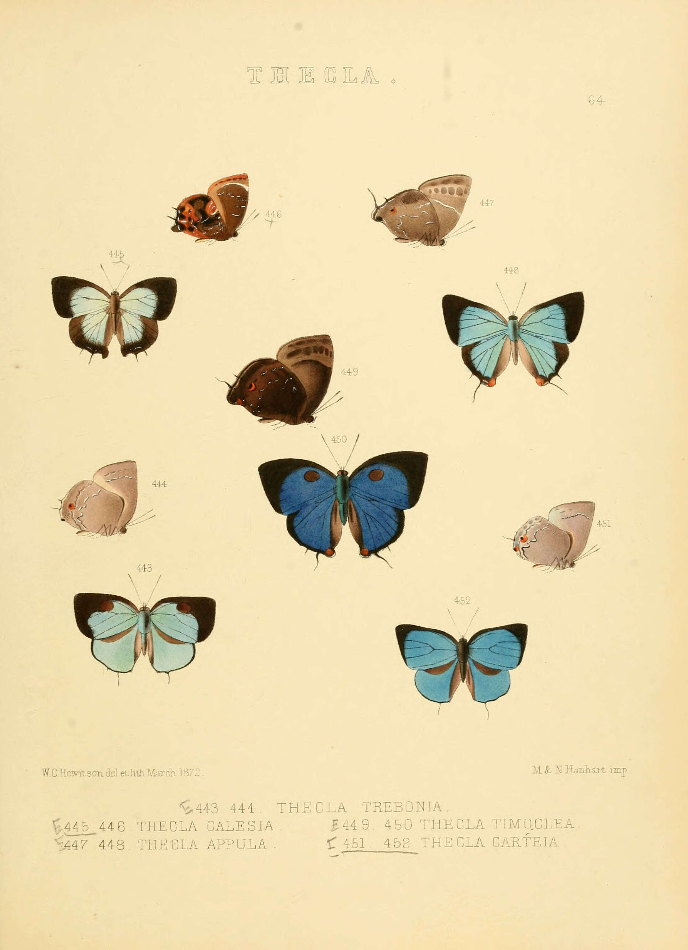 Image of Parrhasius selika (Hewitson 1874)