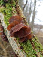 Image of ear fungus