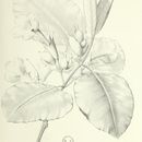 Image of <i>Cyrtandra induta</i> A. Gray