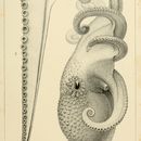 Image of warty octopus