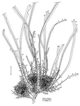 Image of Banksia subpinnatifida (C. A. Gardner) A. R. Mast & K. R. Thiele