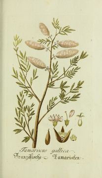 Image of french tamarisk