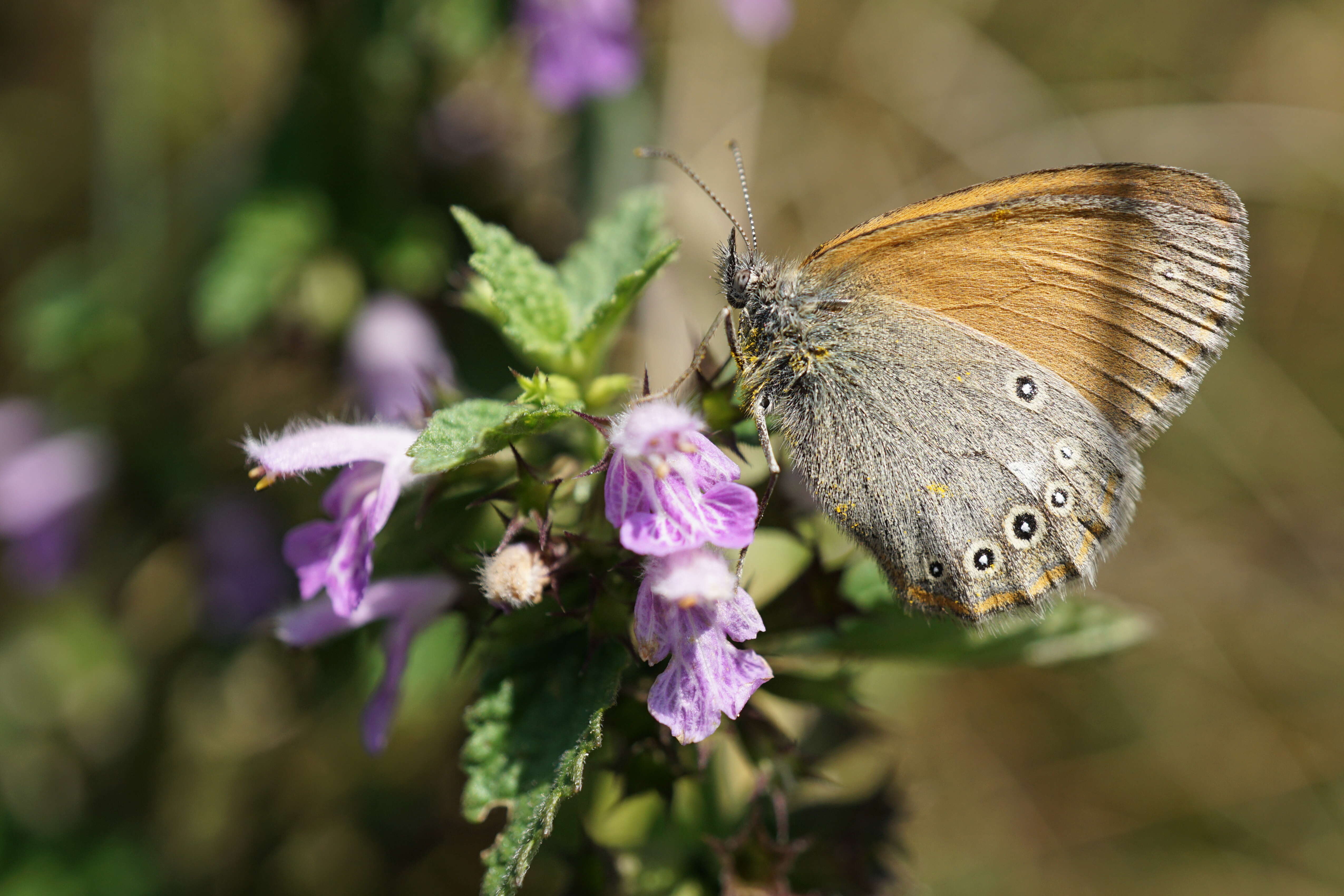 Image of Coenonympha glycerion