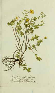 Image of frostweed