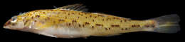 Plancia ëd Etheostoma vitreum (Cope 1870)