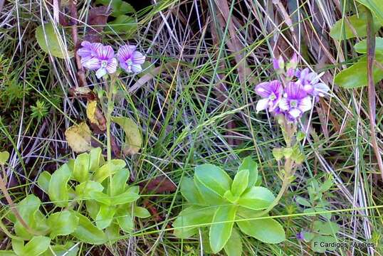 Image of Azores speedwell