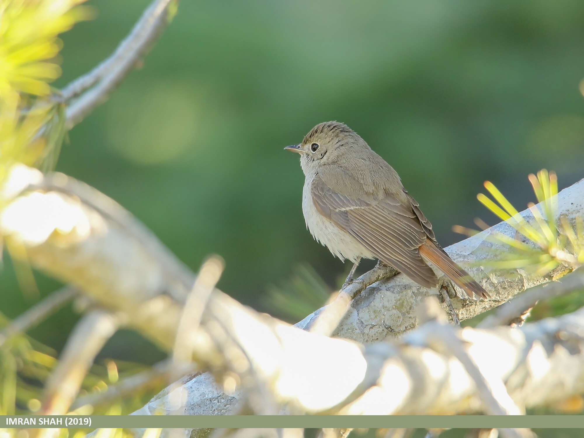 Image of Rusty-tailed Flycatcher