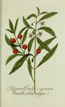 Image of <i>Solanum pseudo-capsicum</i>