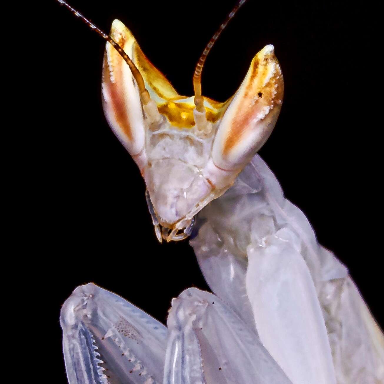 Image of Orchid mantis