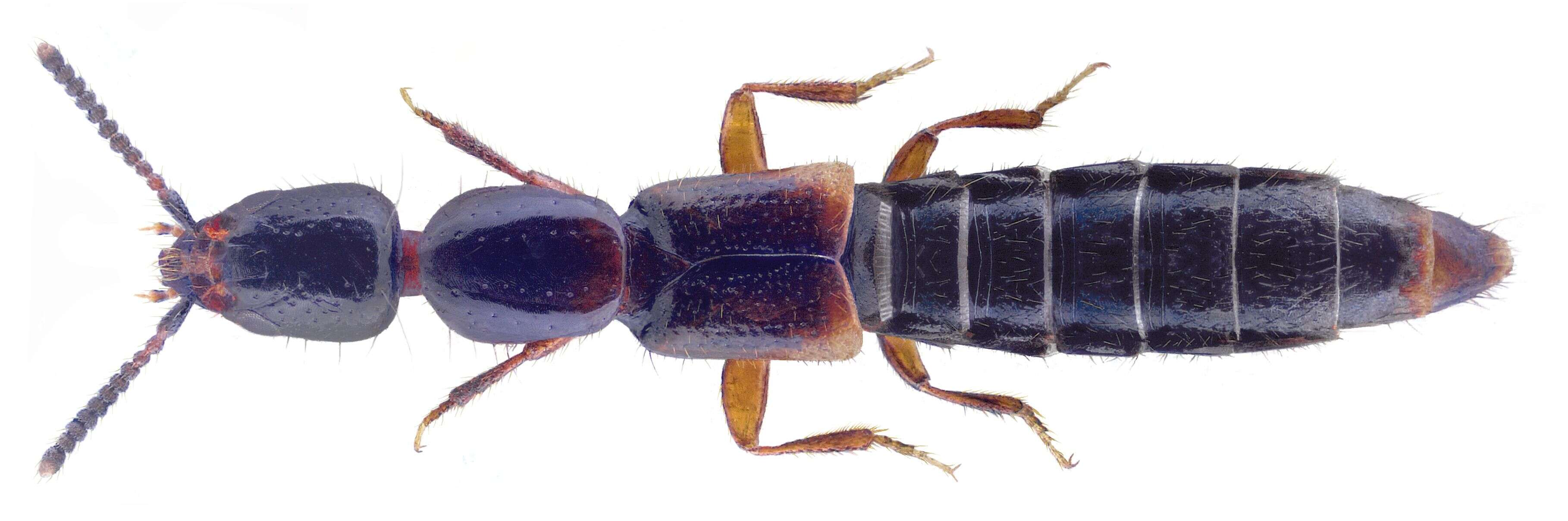 Image of Leptacinus pusillus (Stephens 1833)