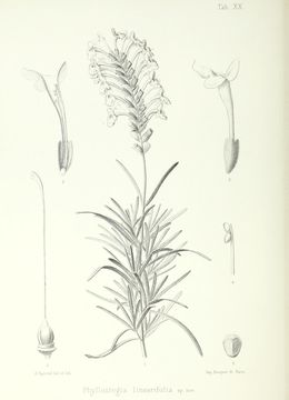 Image of woodland islandmint