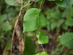 Image of Solena amplexicaulis (Lam.) Gandhi ex Saldanha & Nicolson