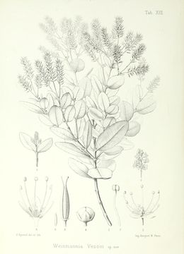 Image of <i>Weinmannia vescoi</i>