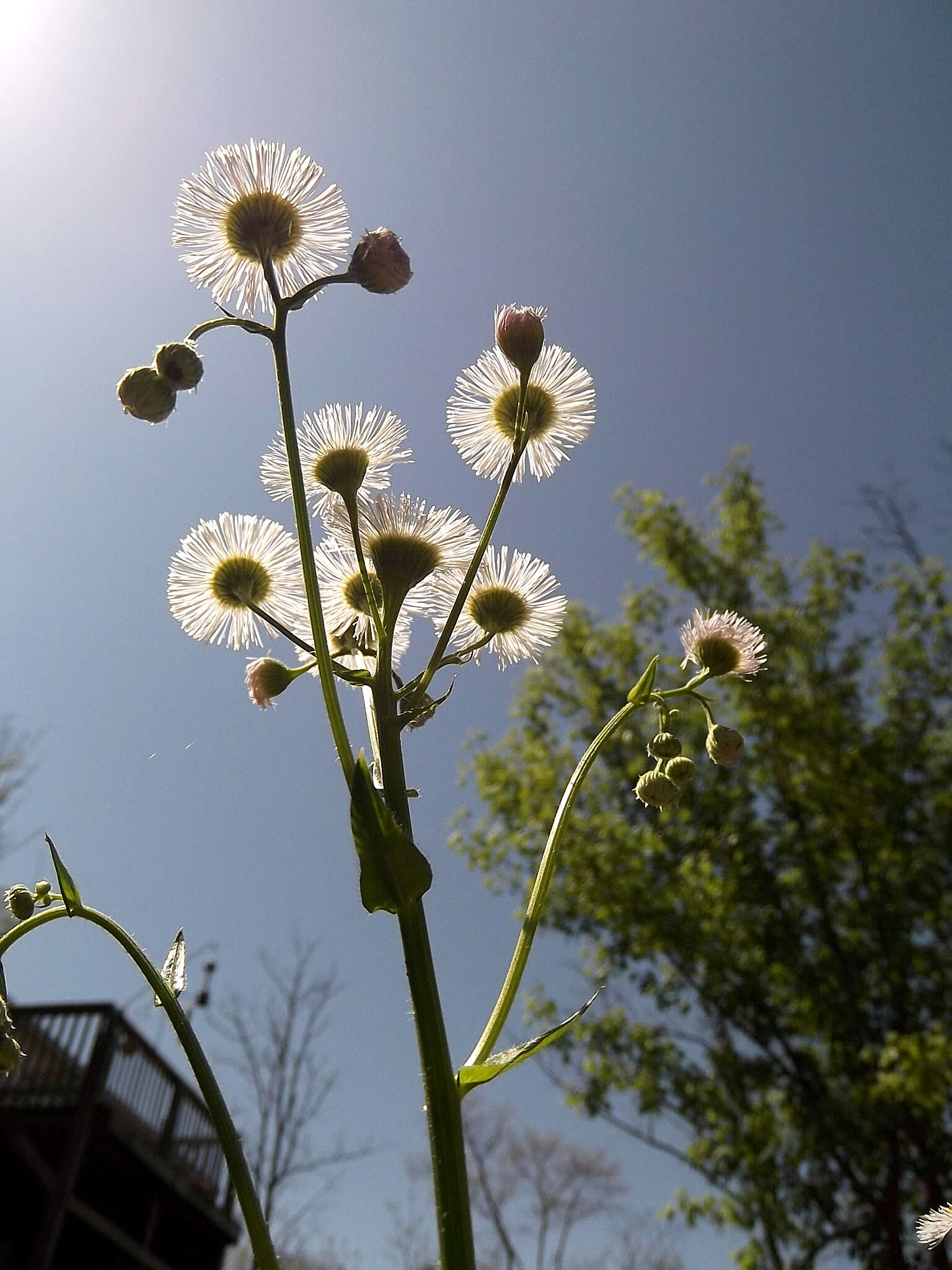 Image of Philadelphia fleabane