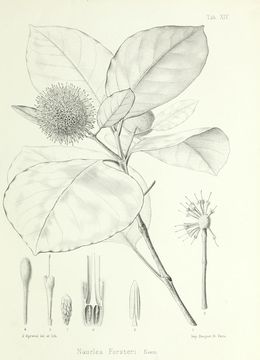 Image of <i>Neonauclea forsteri</i> (Seem. ex Havil.) Merr.