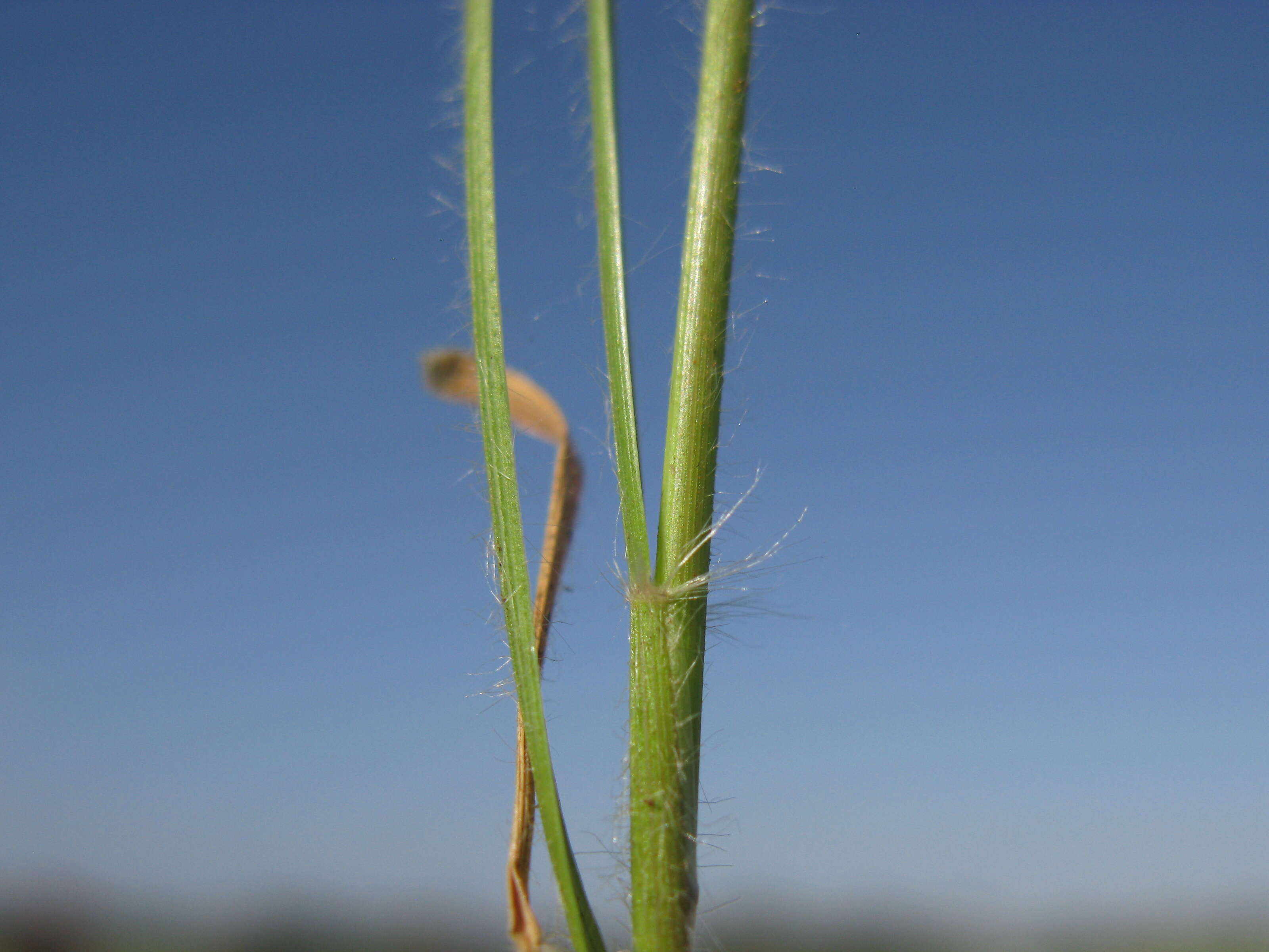 Rytidosperma caespitosum (Gaudich.) Connor & Edgar resmi