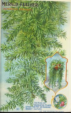 Image of asparagus