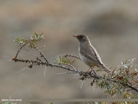 Image of Black-throated Thrush