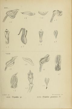 Image of <i>Tropidia formosana</i> Rolfe ex Hemsl.