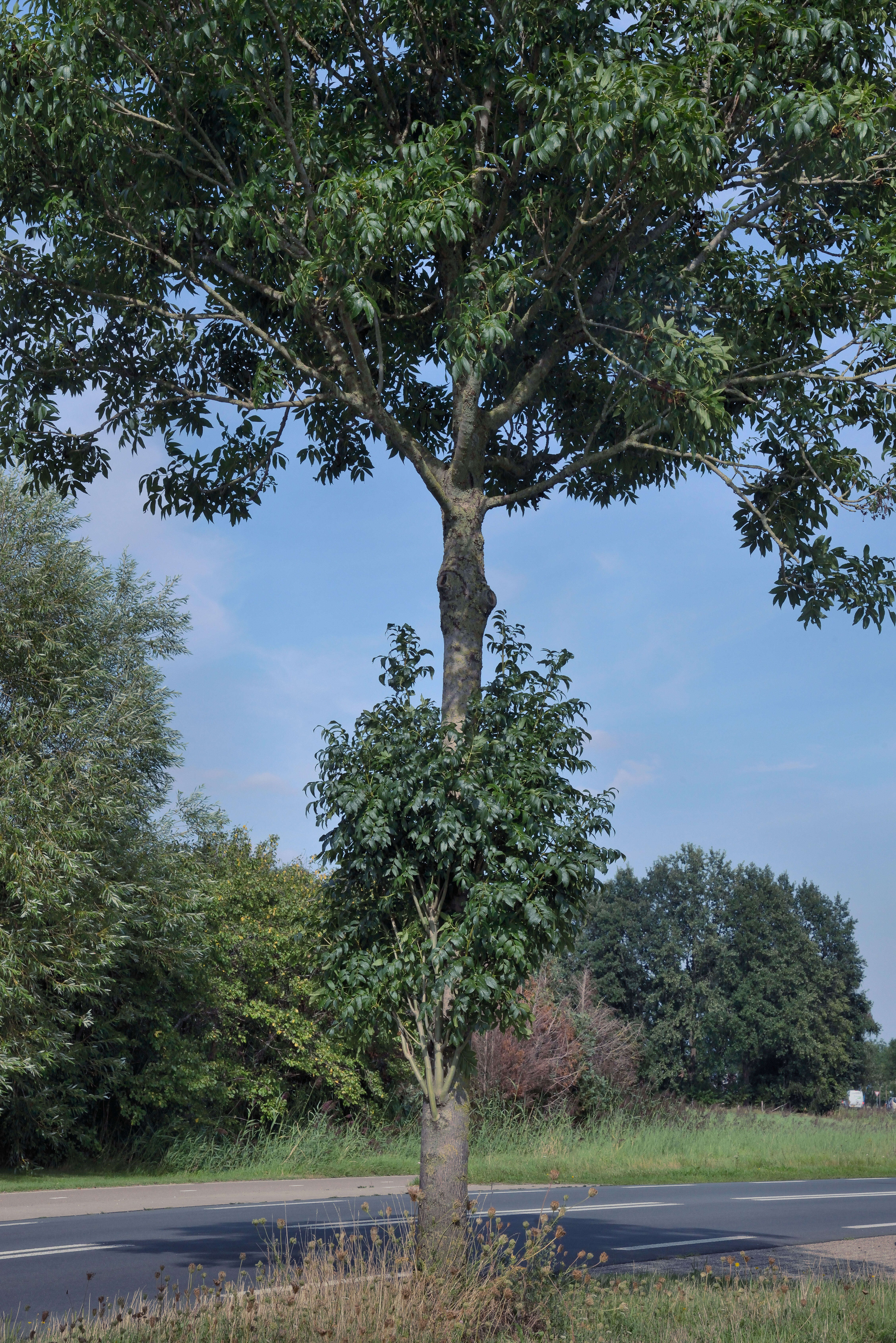 Image of European ash