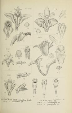 Image of Woolly Orchid
