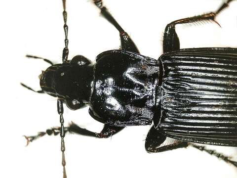 Image of Pterostichus (Platysma) niger (Schaller 1783)