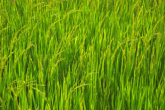 Image of rice