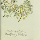 Image of Bryoria chalybeiformis (L.) Brodo & D. Hawksw.