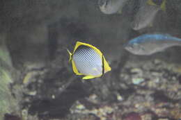 Image of Black-back Butterflyfish