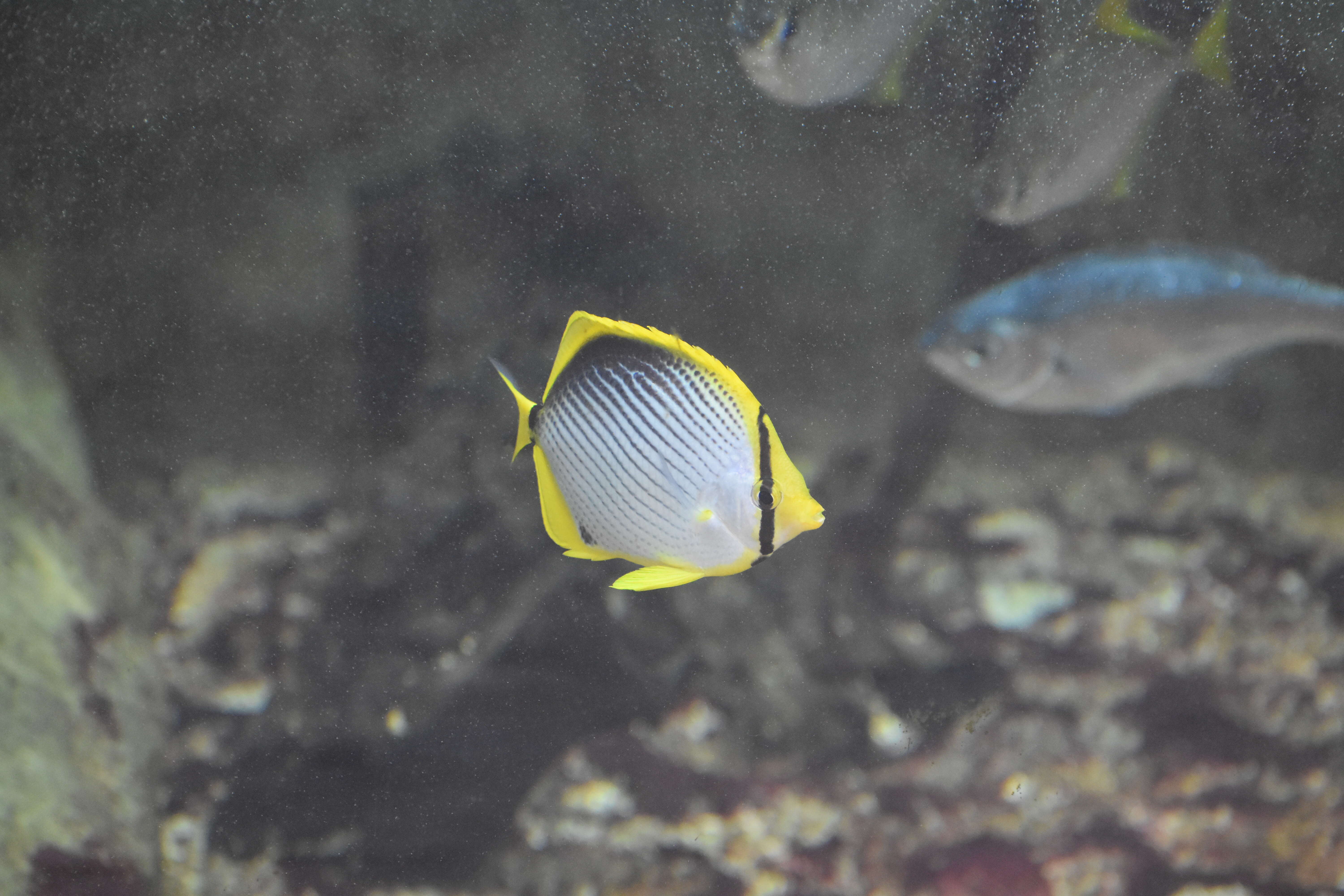 Image of Black-back Butterflyfish