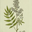 Image of <i>Spiraea sorbifolia</i>