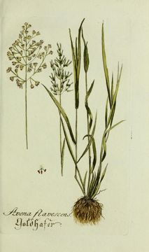 Image of golden oat grass