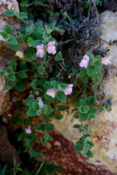 Image of Antirrhinum hispanicum Chav.