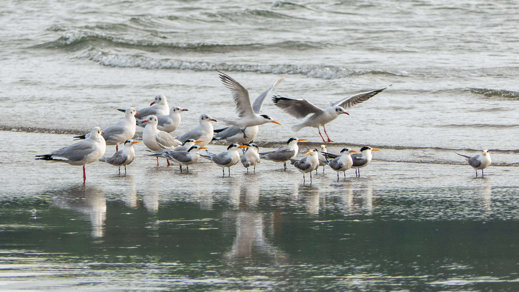 Image of Lesser Crested Tern