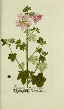 Image of tree lavatera