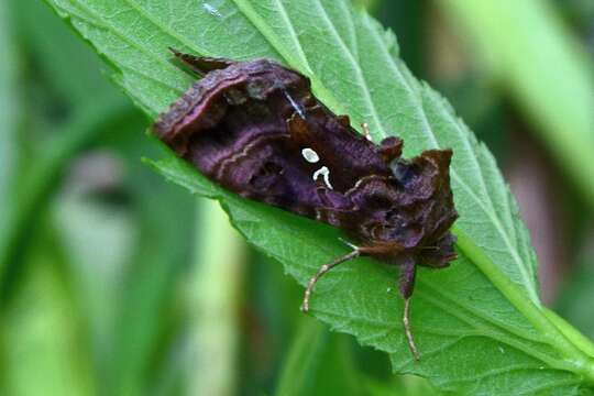 Imagem de Autographa pulchrina Haworth 1802